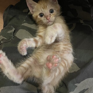 茶トラの仔猫