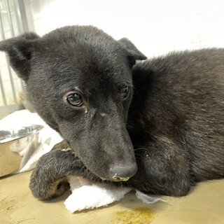 まだ子供の様です、期限内に家族を探しています！