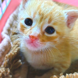 福岡：動物病院発！ミルボラ　ふうくん