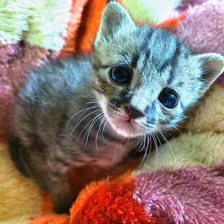 福岡：動物病院発！ミルボラ雷(らい)くん