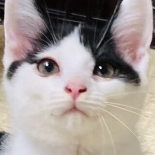 乳牛模様の　“ミール” 君 ３ヵ月