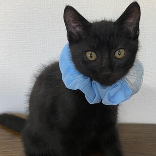 天真爛漫♡とっても甘えん坊なコロくん