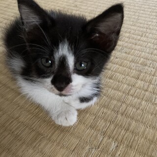 可愛いメス姉妹