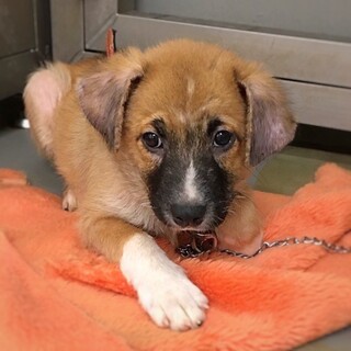 【相談中】かわいい子犬　あつなしくん　2ヶ月