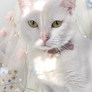 猫ちゃん大好き♡!!うさちゃんみたいな愛らしさ♡