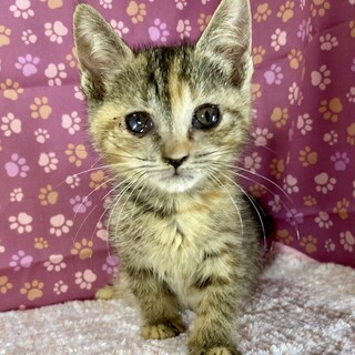 夢だけど夢じゃなかった！メイの夢は何かな？