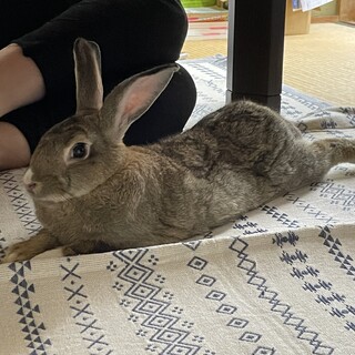 うさぎ里親募集