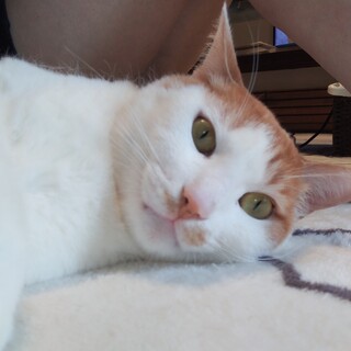 おだやかな甘々男子♡チャイくん