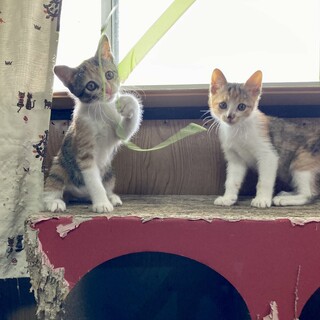 アイドルのように、可愛い三毛の子猫ちゃん