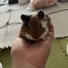もるちゃん！