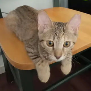 キジトラ女子のキキちゃん