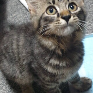 ダッコなでなで大好きな甘えん坊　銀くん！　