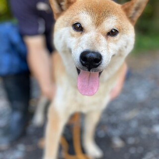 目元涼しげ、和風小さめサイズの柴女の子8歳です。