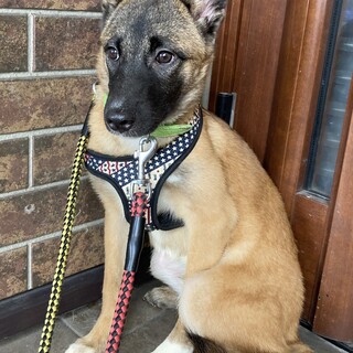 保健所からレスキュー！　シェパード似のマロン君！