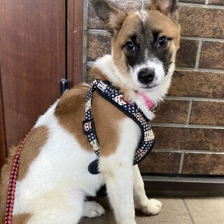 保健所からレスキュー！　りりしいモモちゃん