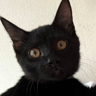 慎重派で甘えん坊の男の子☆黒猫のあと君！