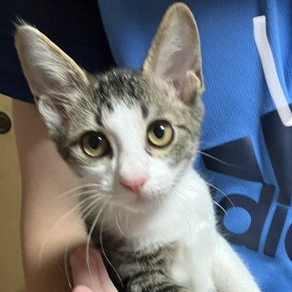 募集停止キジ白の小柄な男子★いくら