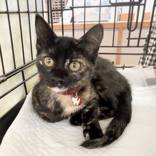 可愛い仕草にキュンキュンサビ女子❤️のん