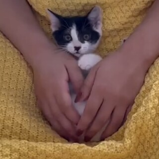 白黒ハチワレの『とな』ちゃん♡