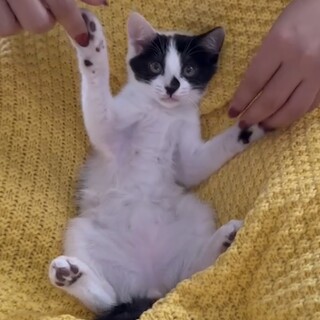 白黒ハチワレの『天使』ちゃん♡