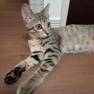 キジトラ女子のムムちゃん