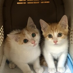 保護猫♡譲渡会 サムネイル3