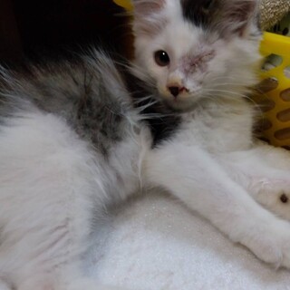 しばちゃん・遊びが大好きおっとり女の子