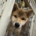 ちょっとビビリの男の子♡ゴロー