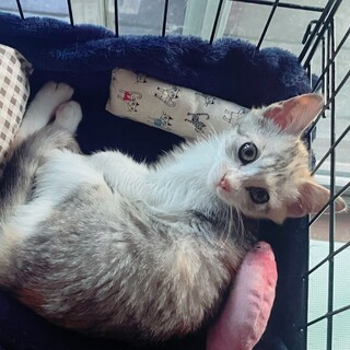 ぱっちりおめめのキジ三毛ちゃん