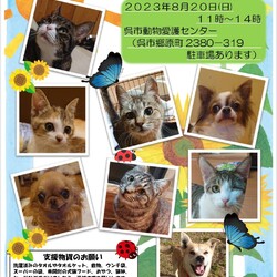 いぬねこ譲渡会