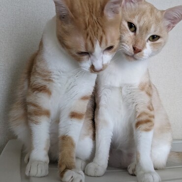 心配ばかりかけてごめんなさい(_ _;)母ちゃんはプチ熱中症になったけど…僕たちは台風にも暑さにも負けてませんニャ！皆ニャンも皆ワンも！うちの母ちゃんみたいに熱中症なんかにならないでね〜(⁠人⁠ ⁠•͈⁠ᴗ⁠•͈⁠)byテン&めい