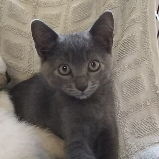 決定:6月中旬生まれ マイペースなグレーの男の子