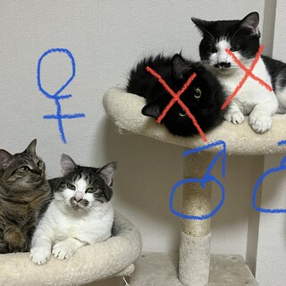 トライアル決まりました。2歳と4歳の親子です