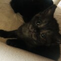 生後およそ1ヶ月の子猫