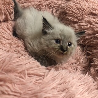 青い瞳のおっとり坊や(交渉中)