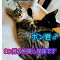 猫の里親会　in 牛久