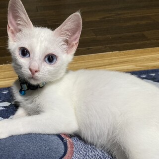 ステキな里親さんが見つかりました