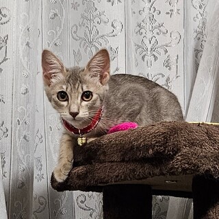 鈴ちゃん8/31譲渡決定です。有り難うございます。