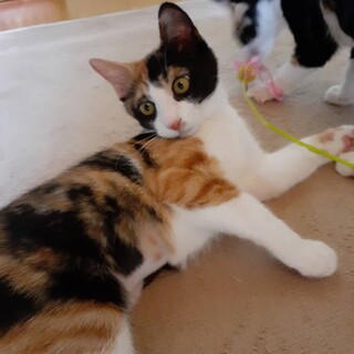 ステキな里親さんが見つかりました