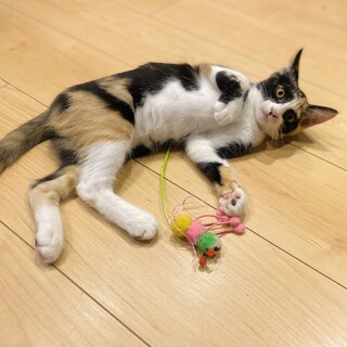 【すごく人好き】お目めがパンダ模様のちゅらみちゃん