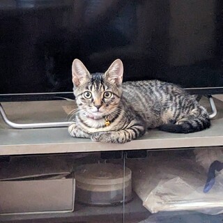 THE日本の猫！可愛いキジトラ☆むぎ君