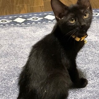 小さな3姉妹♡とっても優しいルナちゃん