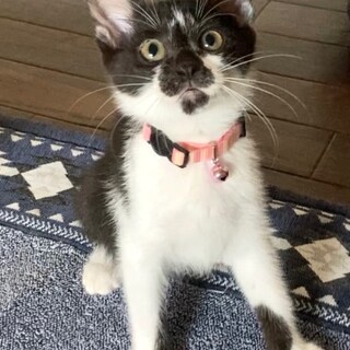 ステキな里親さんが見つかりました