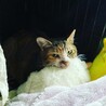 あひるにあご乗せ