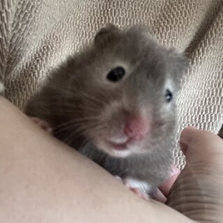 生後2ヶ月長毛ハムスター（アイボリー、セーブル）