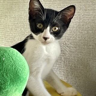 タキシードトムキャットのハートくん4か月