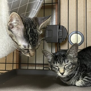 わんぱく姉妹　みーちゃん