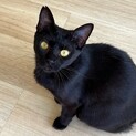 くろねこのクロ子ちゃん