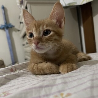 3ヶ月の茶トラの男の子