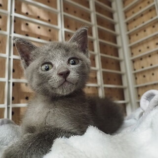 【交渉中】小さな怪獣！とても元気な男の子(2ヶ月)